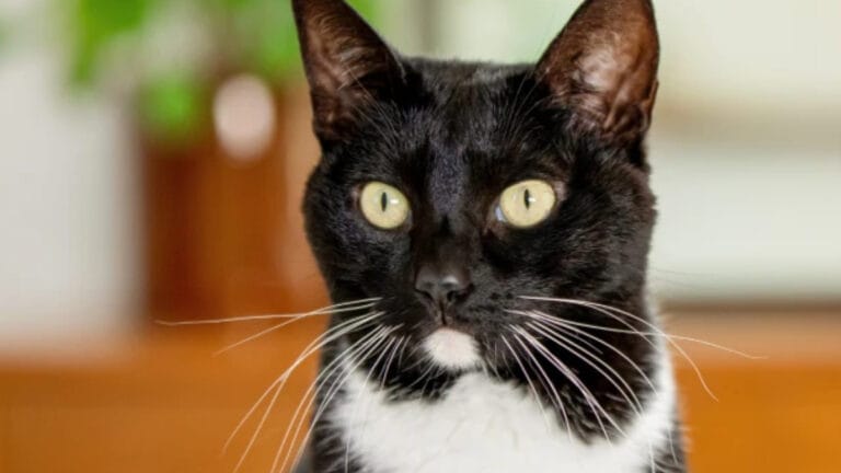 Gagnez un Panier de Produits pour Chats