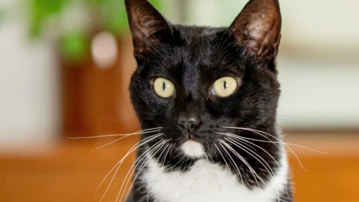 Gagnez un Panier de Produits pour Chats